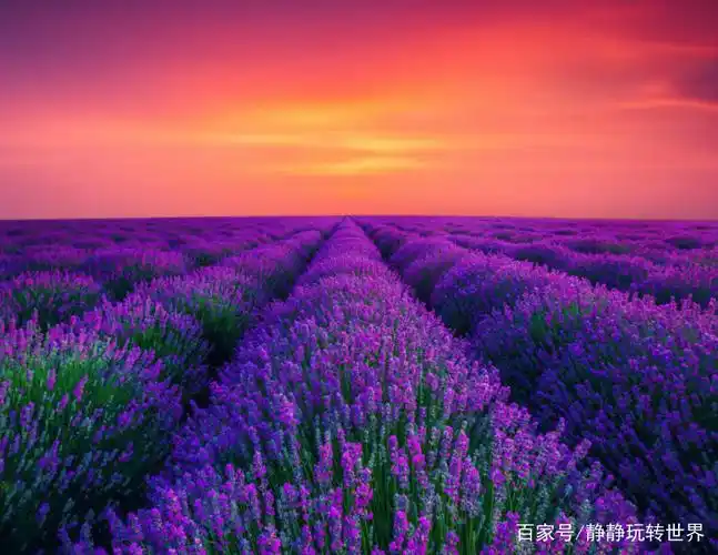 薰衣草的浪漫,这样美丽的风景简直就是太美了,收藏了
