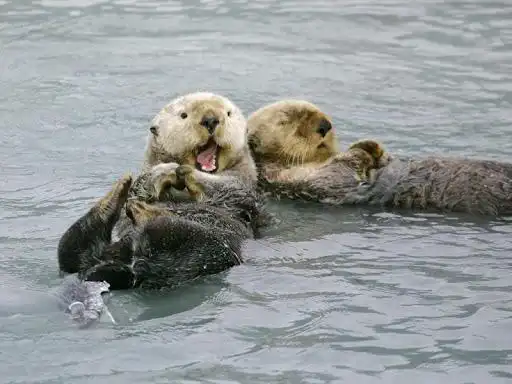 海狸海獭水豚水獭分别有哪些区别