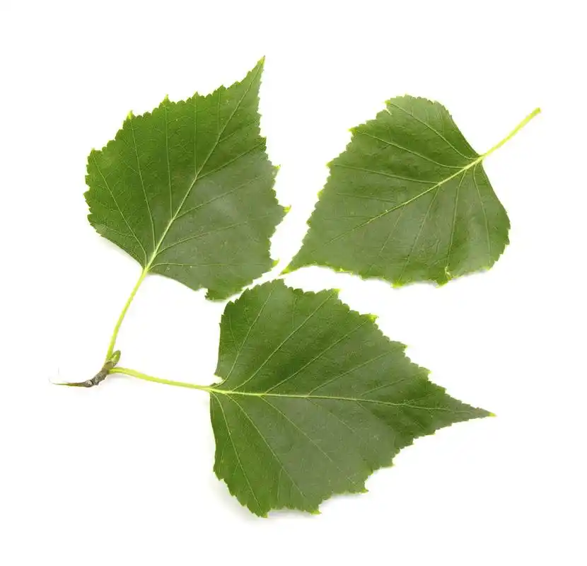 绿色桦木叶,白桦树叶在白色的背景上