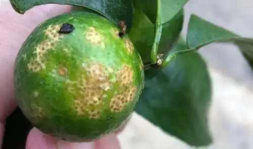柑橘油斑病症状及预防措施