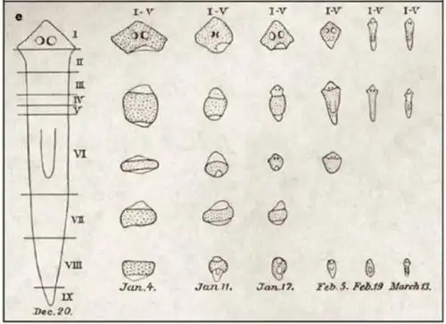 涡虫你们搞研究就搞嘛一定要把我切来切去的吗
