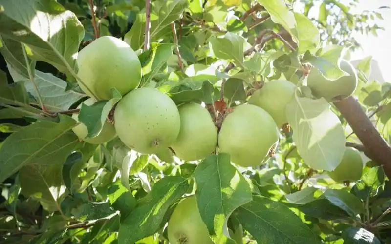 偷吃了学校里种的苹果树 结果……!