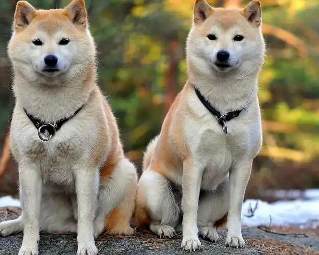日本名犬秋田犬价格表