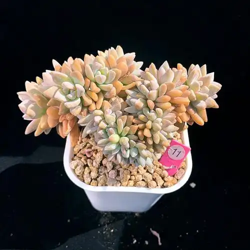 千亦多肉植物整板淡雪缀化稀有超大扇形老桩多肉植物