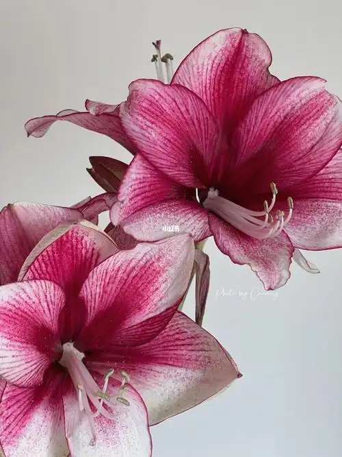 方德月神朱顶红