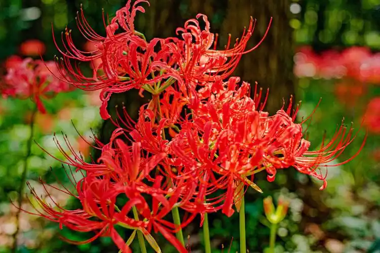 彼岸花集妖艳诡异美丽优雅于一身