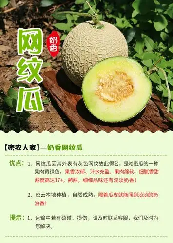 香甜奶香网纹瓜软糯甜度高达17新鲜水果日本蜜瓜1个