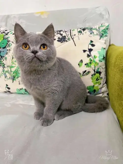 英短纯蓝蓝猫弟弟找富养家庭