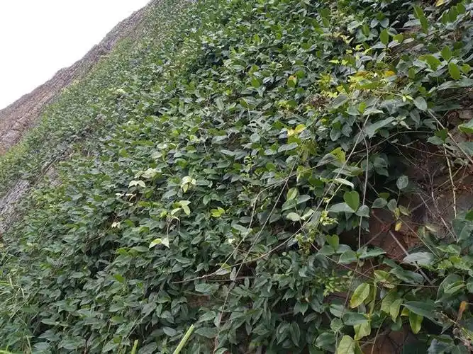 贵州双浩生态农业开发基地