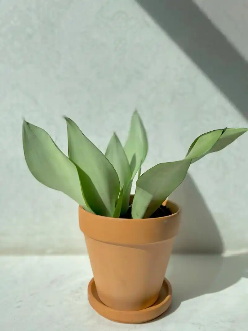 白玉虎皮兰养护95要点 97白玉虎皮兰属于景天科,叶片绿色偏白像