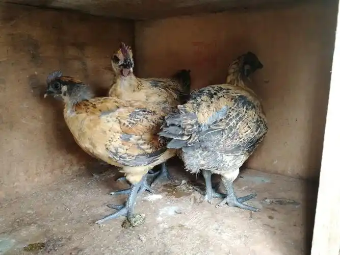 到底是黄羽乌骨鸡还是铁脚麻鸡呢?40天有2斤