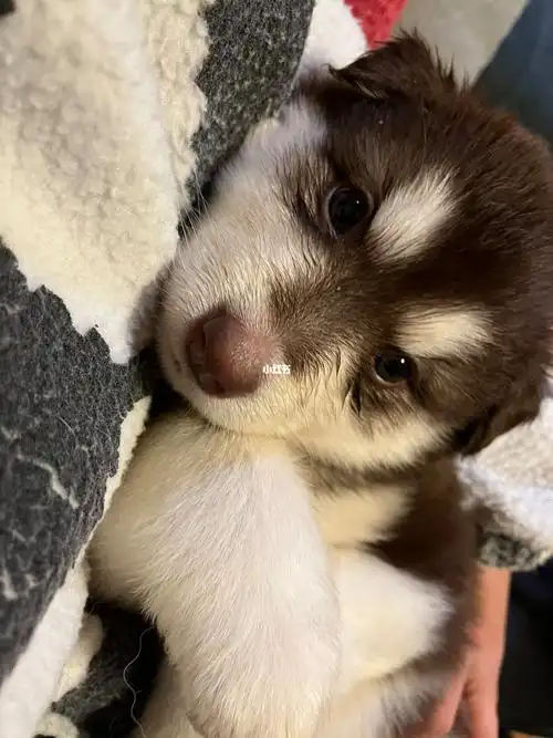 刚满月的阿拉斯加宝宝