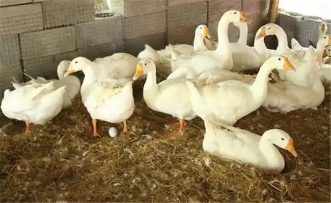 如何提高四季鹅的养殖效益