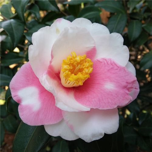 娇笑颜茶梅 日本品种 笑颜 珍贵稀有茶梅品种 大花 姣笑颜绞笑颜