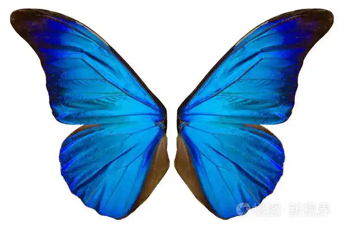 beautiflul蝴蝶翅膀