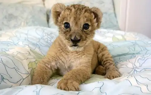 懵懂小狮子图片_惹人怜爱的小狮子(2)