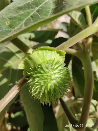 嫩生生的曼陀罗果