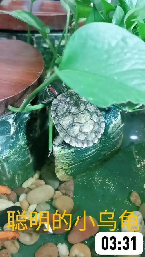 可爱的小乌龟王八