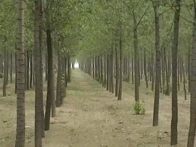 财经 国内·国际  河北省冀林木业有限公司成立于2004年,是一家以建设