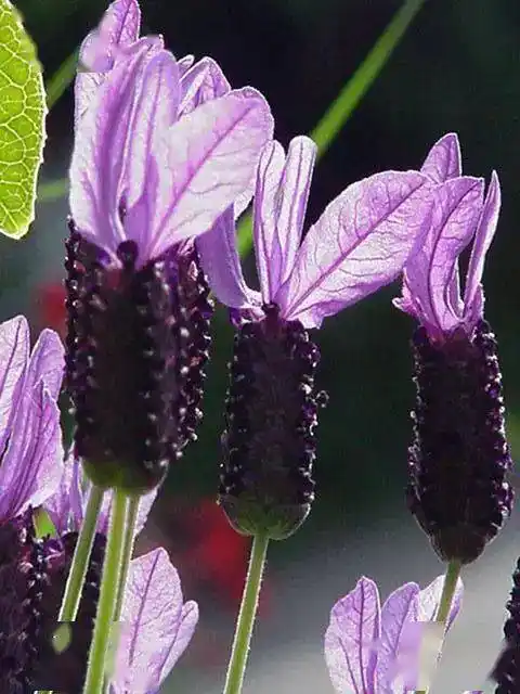 每日一油:头状薰衣草精油lavender stoechas_调配