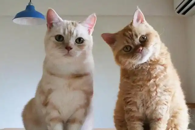 有调查研究过,中国最多人养,也最受欢迎的猫品种是我们的田园橘猫!