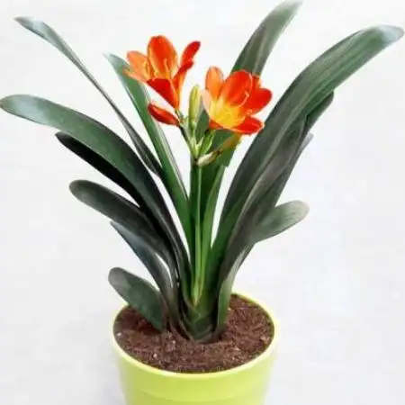 福州君子兰盆景-福州租花服务-绿植花卉苗木批发零售-花园景观设计