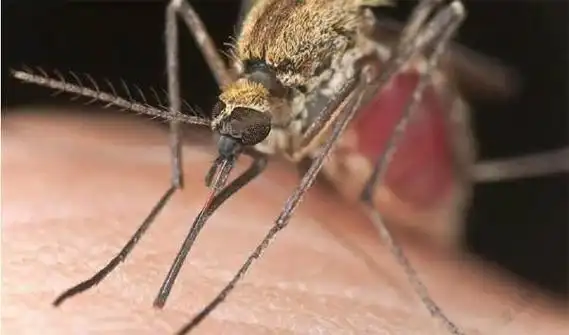 蚊子口器的"自控系统"