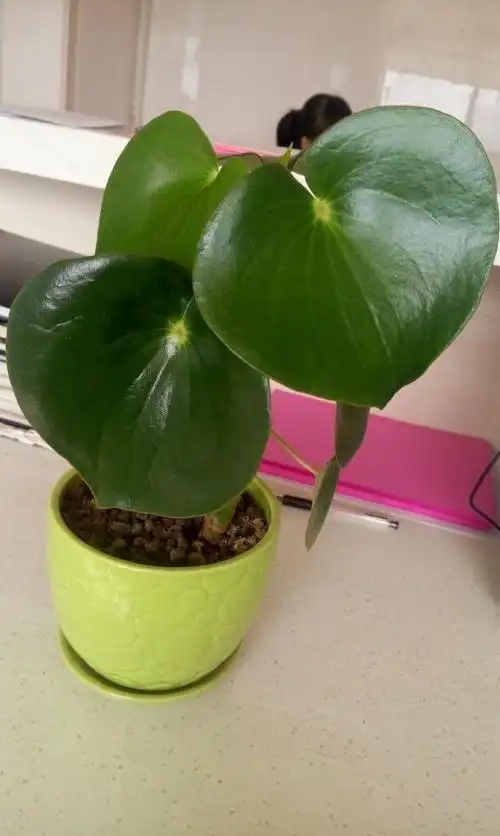 叶子圆圆的,肥肥的,是什么花