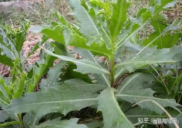 科普八十种农村野生中草药