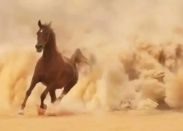 《奔马》 (中华通韵)诗/枫歌