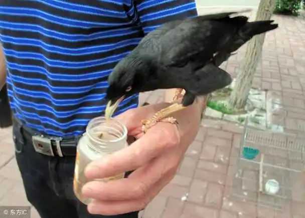 八哥会说话吗,雌性八哥会说话吗(教八哥说话注意要点)