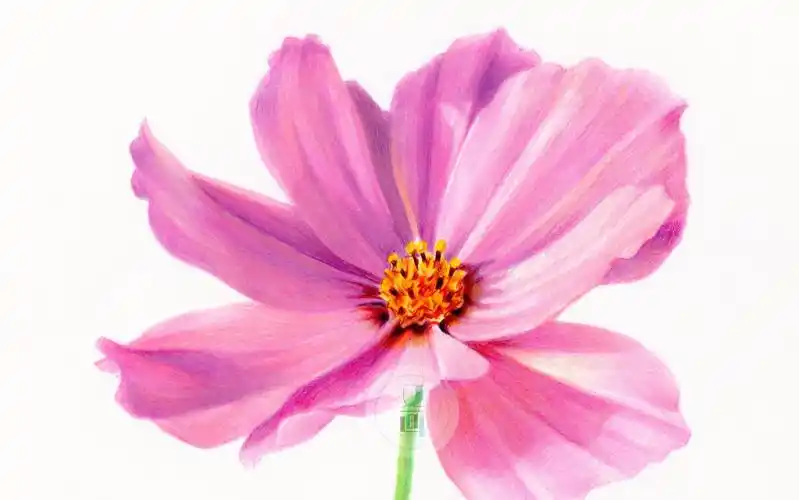 彩铅手绘格桑花