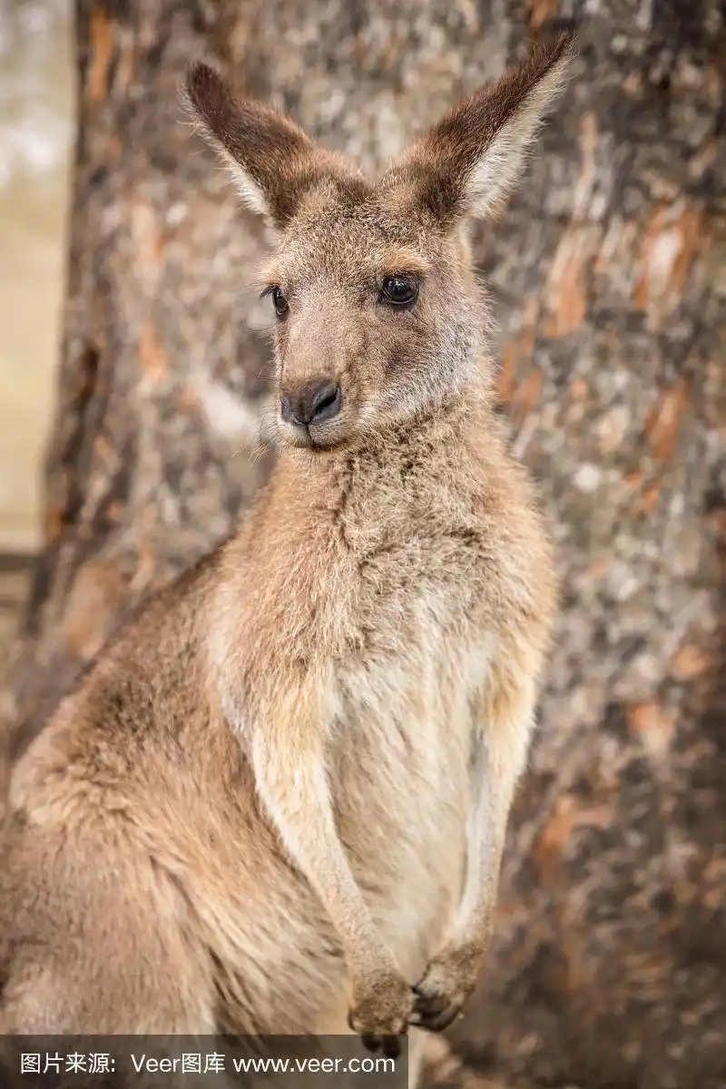 友好可爱的袋鼠
