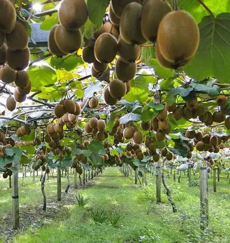 猕猴桃采收后果园管理不能松