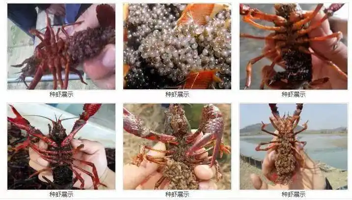 小龙虾是怎样孵化出来的?看完对你家种虾抱卵出苗有帮助