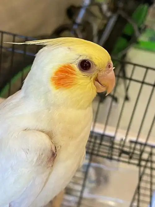 玄凤鹦鹉眼睛!眼睑发红不是单眼伤风