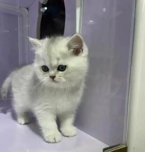 银渐层幼猫一窝找好人家领养价