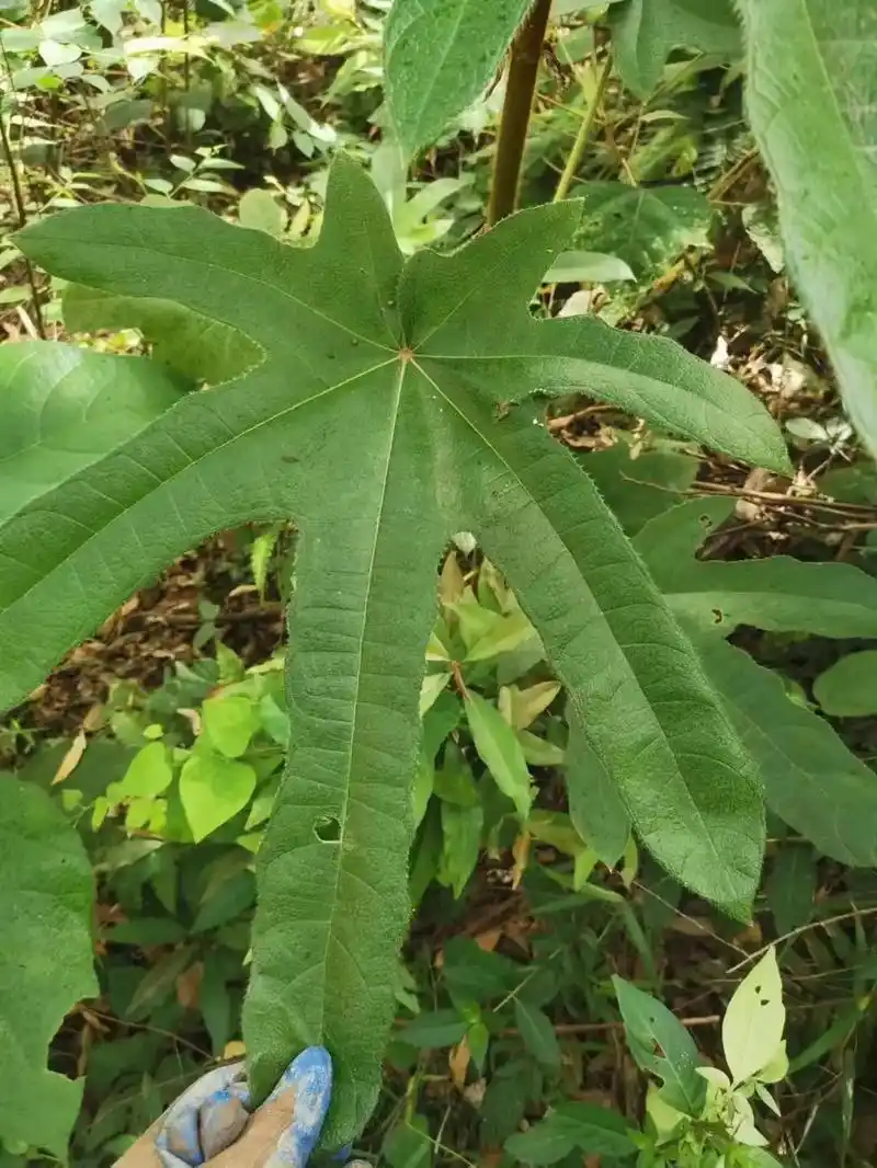 深山老林的七指毛桃根#野生药材 #滋补养生食材 #优质农产品 - 抖音