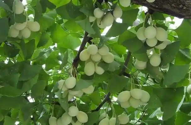 银杏果是开心果吗?看,银杏树上结的累累青果多漂亮