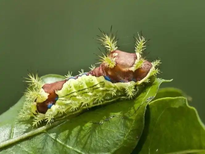 p>黄刺蛾, i>cnidocampa flavescens /i>(walker),属 a href="#"