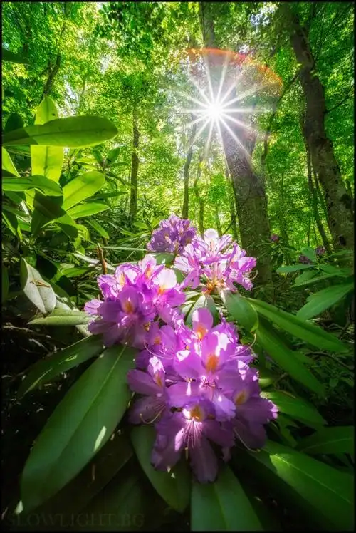 生机盎然的森林视觉 放松心灵的绿色世界