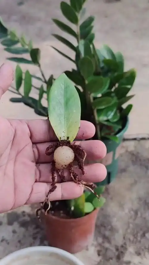 花卉绿植#扦插#金钱树
