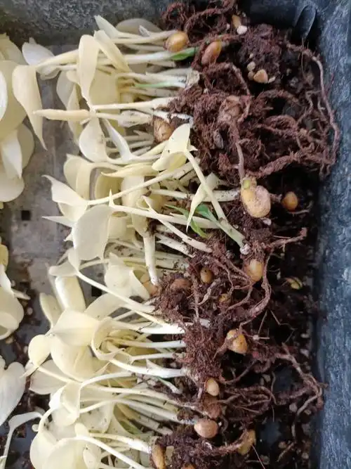 植物制造商花卉和植物幼苗金色龟背竹