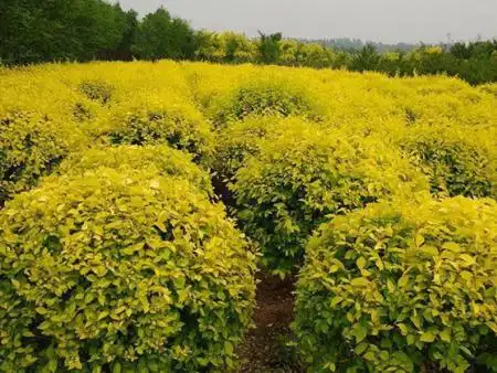辽阳灌木批发_乔木批发,想要品种齐全就选灯塔市腾飞林业苗木中