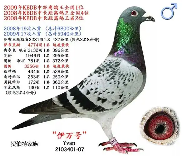 【视频】36次入赏,比利时贺伯特大名鸽伊万号,kbdb中距离全国鸽王冠军