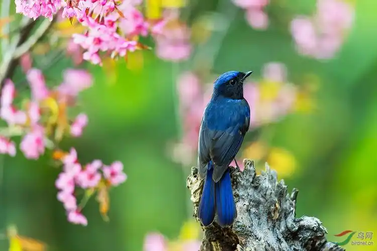 花与鸟(参赛)00339