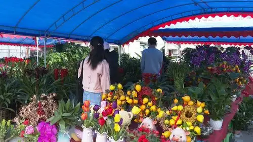 我市橘城北路的新春花卉市场也在近日开业,不少市民到这里赏花买花