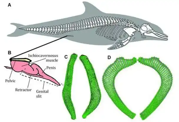 海豚怎么交配?科学家:它们极具侵略性!