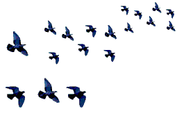 255_170gif 动态图 动图