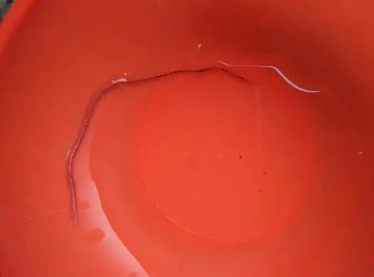 请问一下这种虫子是叫什么虫,今天在水里发现的